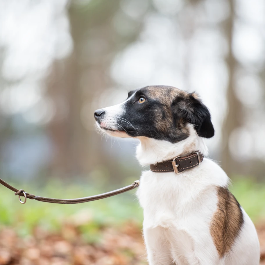Ava mit Leine
