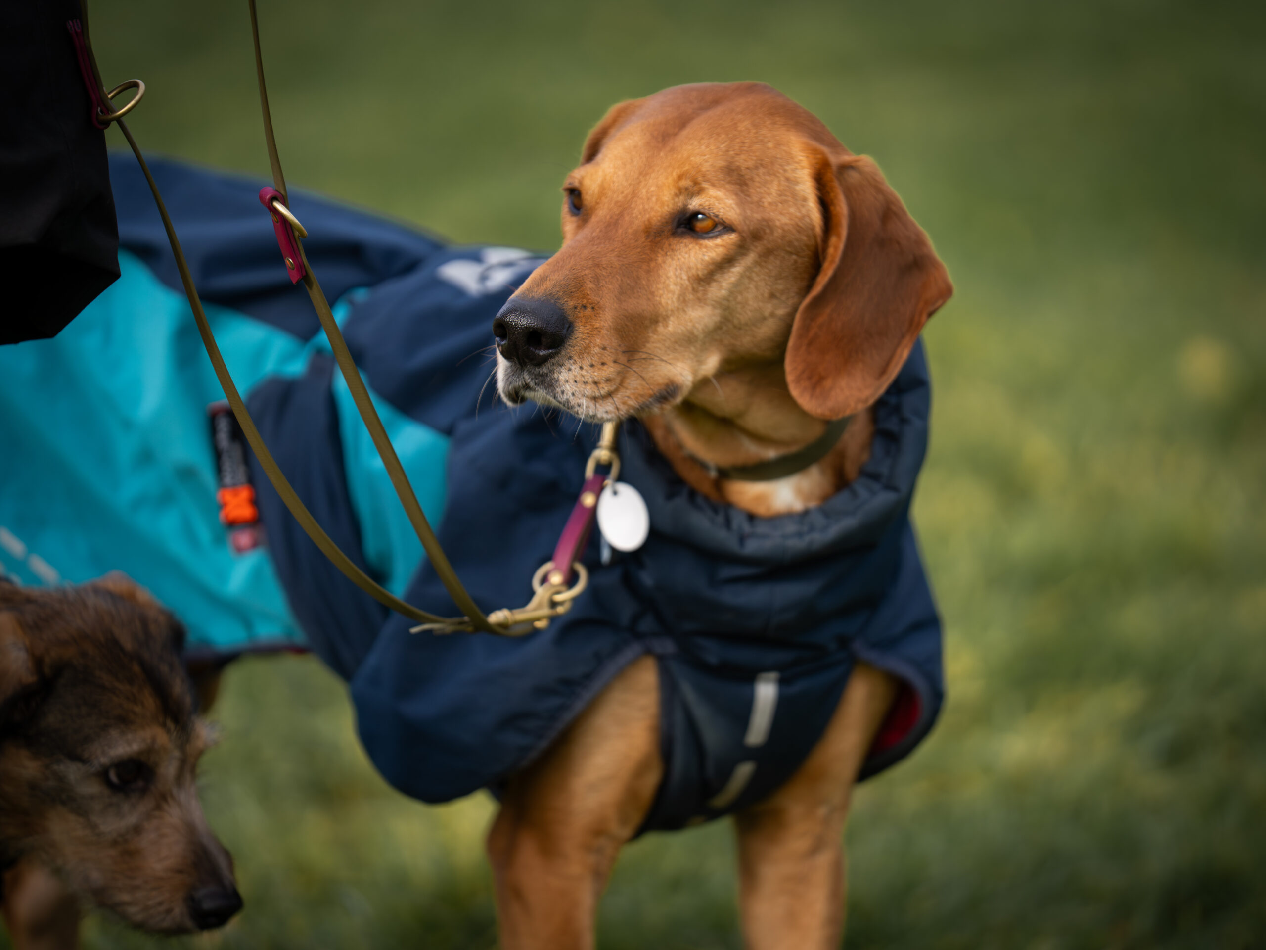 Lu Pieper Hundetraining-09