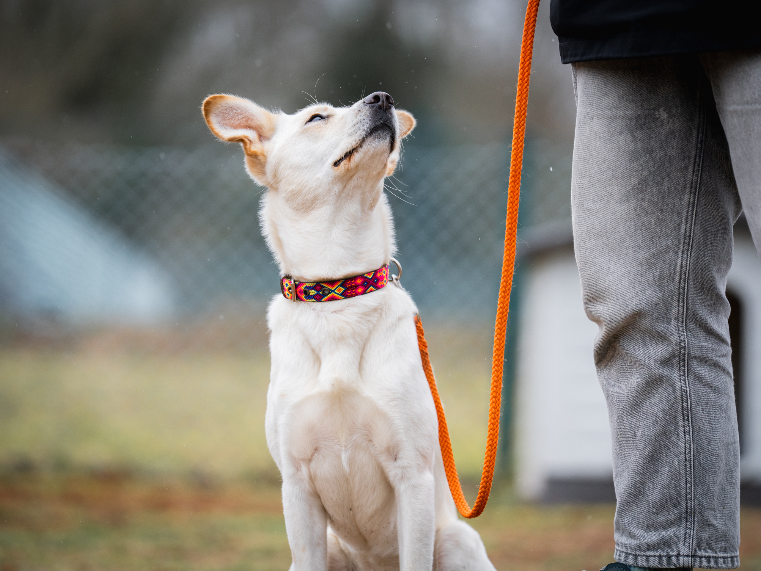 LuPieper Hundetraining -65