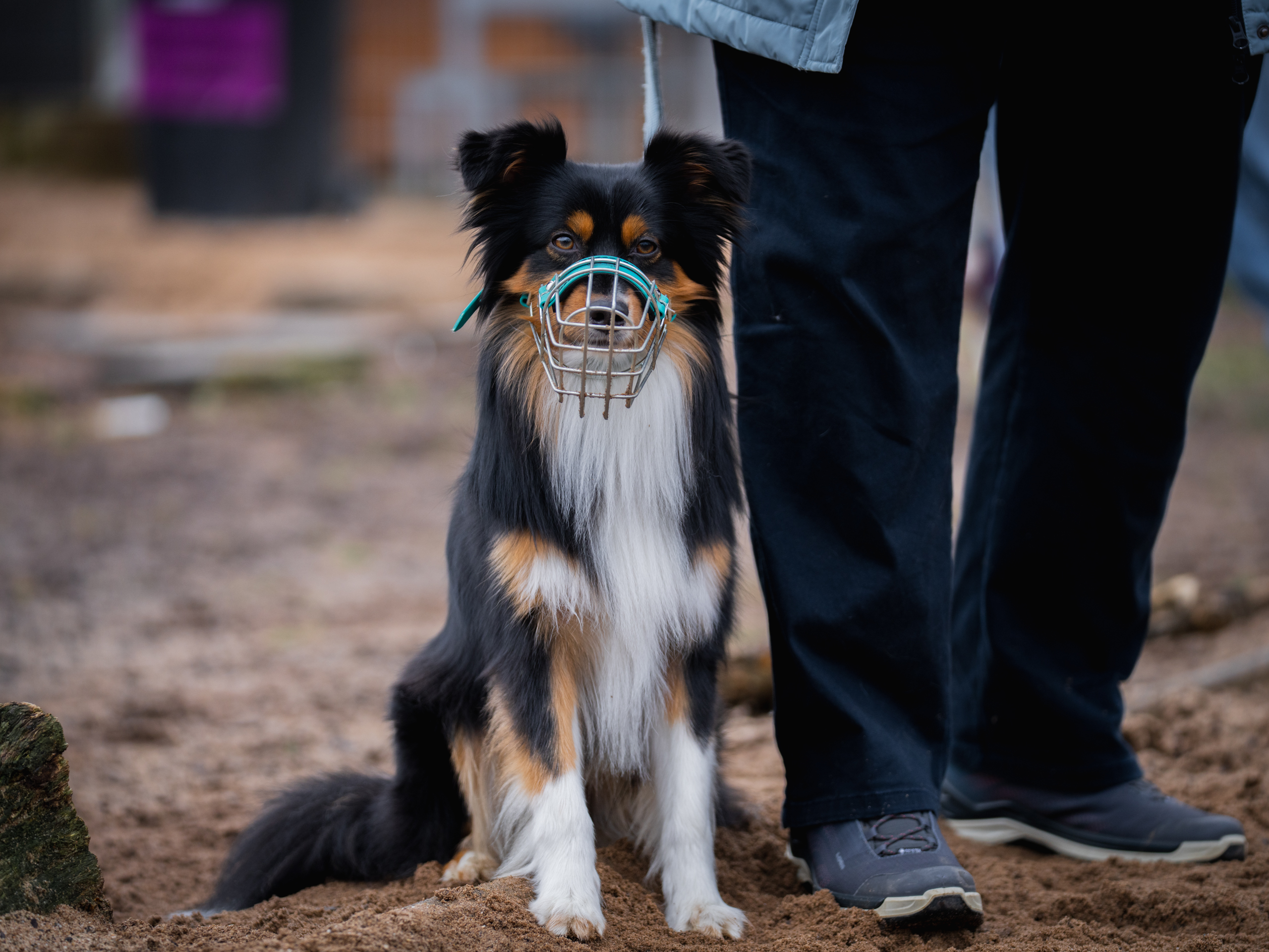 LuPieper Hundetraining -87