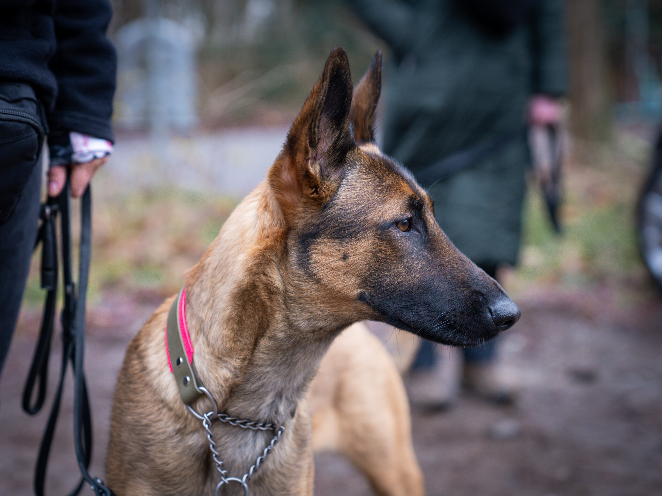 PilzRahmSauce mit gebratenen Knödeln-4